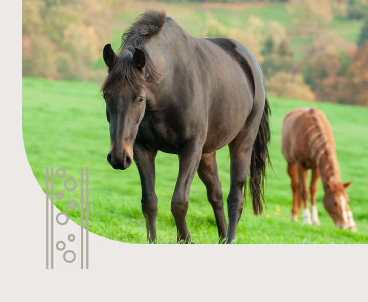 gut zu wissen stoffwechsel hoeveler